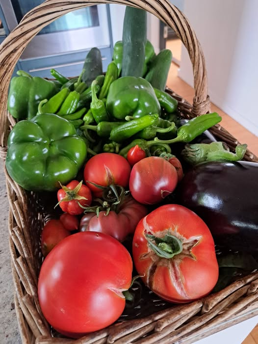 A basket of home-grown vegetables including peppers, tomatoes, cucumbers and an aubergine